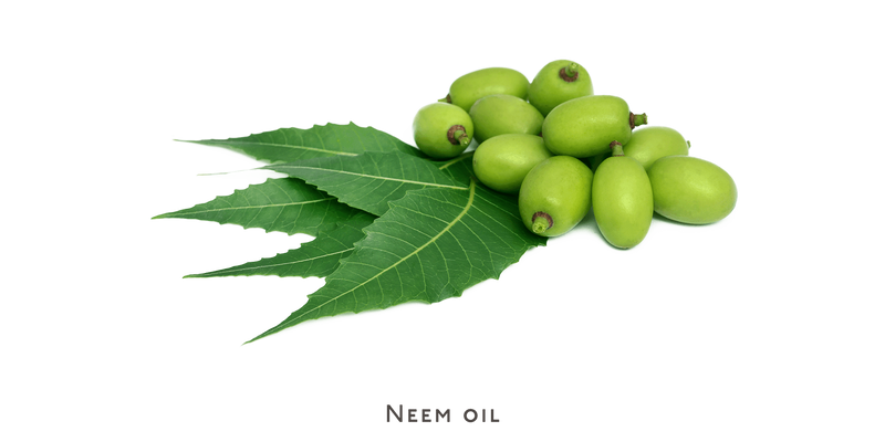 Shampoo - oily hair - Nuebar